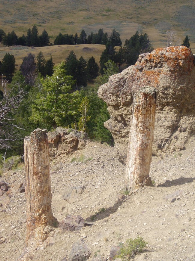 petrified trees