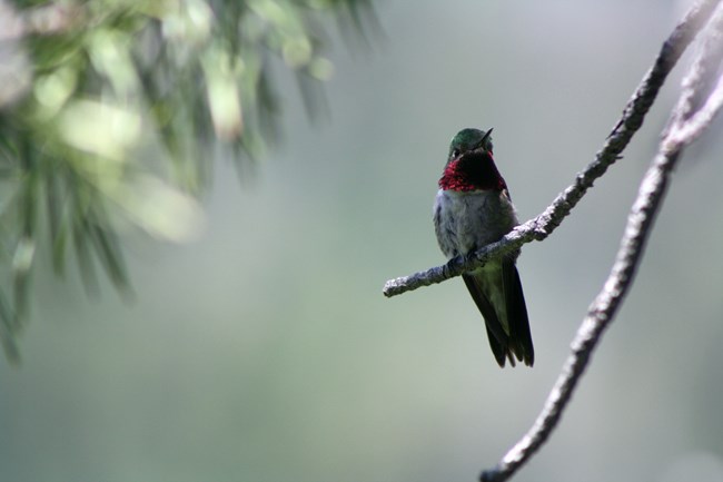 1304 A Broad-tailed Hummingbird sits on a thin tree branch. The male has an emerald-green head, bright red throat, white body and dark-colored, wide tail.