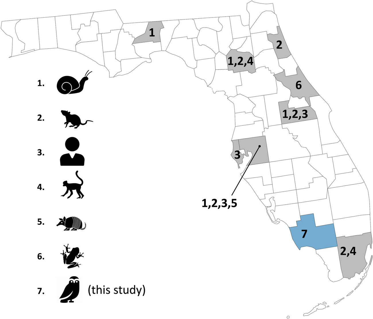 Rat lungworm animal host distribution Map of Florida subdivided by county, with numbered icons for infected animals: 1) mollusks; 2) rats; 3) humans; 4) primates; 5) armadillos; 6) frogs; and 7) owls. One or more numbers appear in scattered counties. #7 is in the state's southwest corner.
