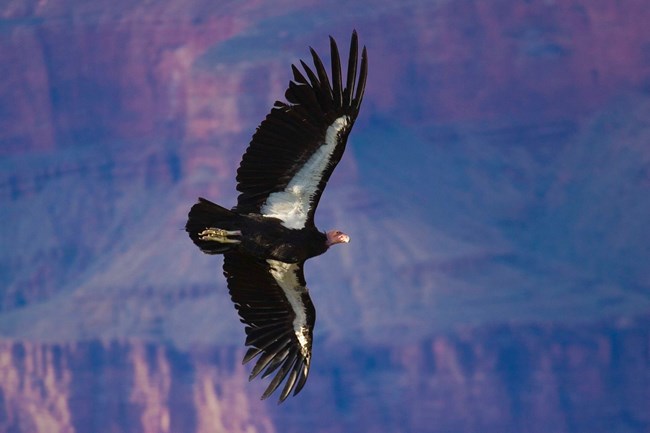 A large California Condor soars on extended wings with the walls of the Grand Canyon in the background.  The underside of the bird’s wings are black and white.  It’s head is a faded pink.