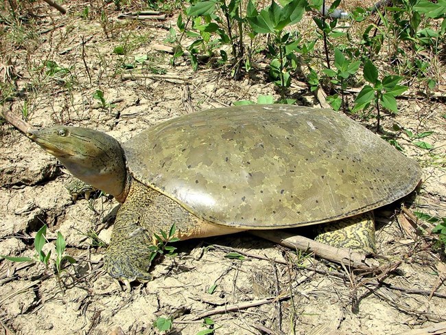 Turtles and the Lewis and Clark Expedition (. National Park Service) Turtles and the Lewis and Clark Expedition (. National Park Service)