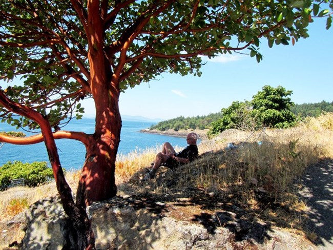 A man rests in the shade of a madrone tree on San Juan Island in Washington