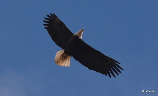 a flying bald eagle