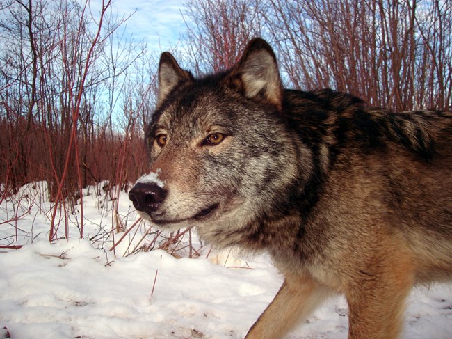 Wolf looks into camera during the winter at Isle Royale.