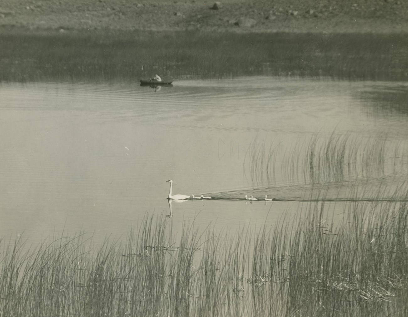 Black and white photo of a swan and cygnets in the water with a person in a canoe in the distance