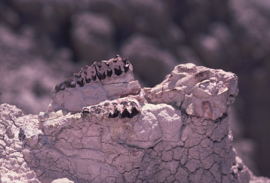 fossil skull with teeth exposed