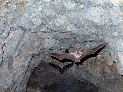 Two bats fly from the mouth of a cave