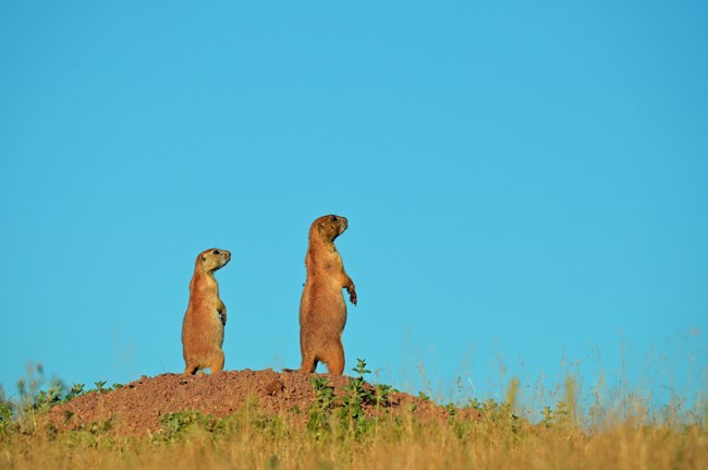 Two light and dark brown prairie dogs stand on their hind legs atop a dirt mound. Gold and brown grasses are in the foreground and a bright blue, clear sky is in the background.