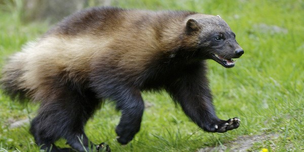 A large wolverine is running. It has a head similar to a small bear and has long fur, that is primarily black, but there are also varying shades of brown, and a stripe of cream-white on its side. Long claws can be seen on several of its feet.