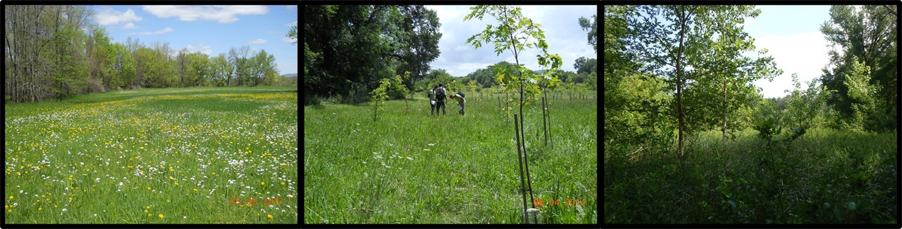 Series of three photos showing restoration of a floodplain forest