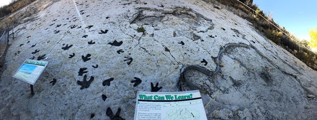Fossil dinosaur footprints in rock