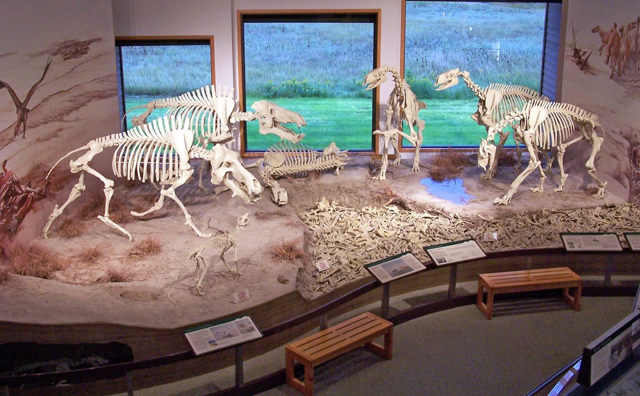 fossils on display in a visitor center