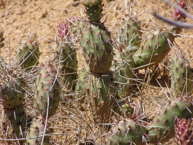 A close-up photograph of the potato prickly pear.  The green pads are more oval/round shaped than many other species.  Each pad is covered with long, white, sharp thorns. Red fruit/flower buds can be seen on the top edges of several pads.