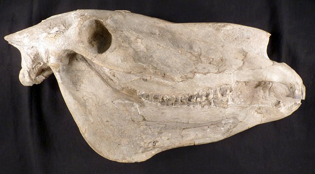 fossil skull