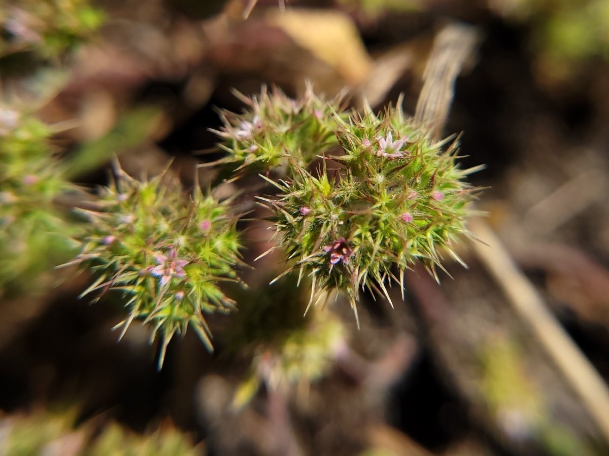 Cluster of flowerheads consisting of tiny pink flowers, each surrounded by a group of pointy green and maroon spines.