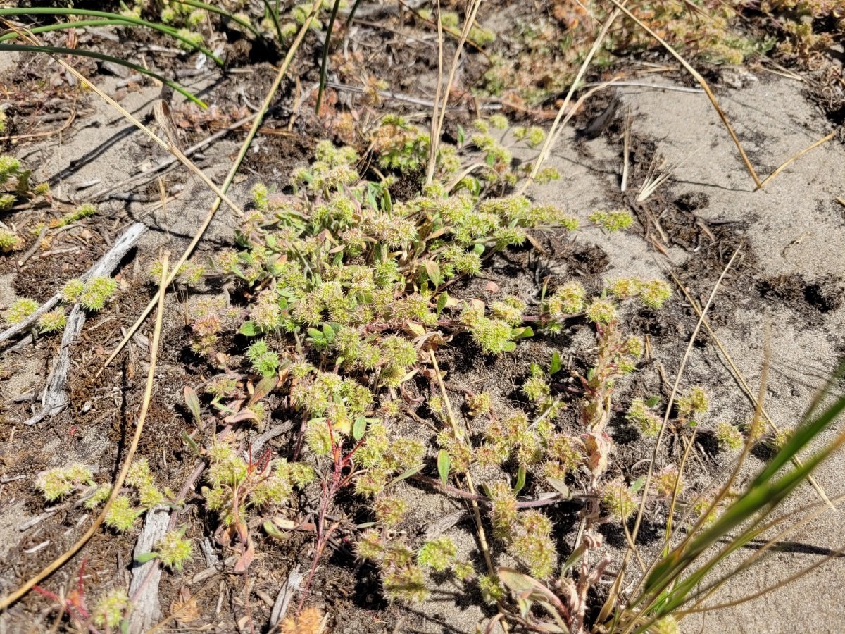 Woolly-headed spineflower mat Section of sand covered in a mat of small, sperical, spiny, green flowerheads and some dead, browned plant debris.
