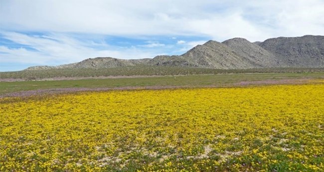 yellow flowers with mountains in background