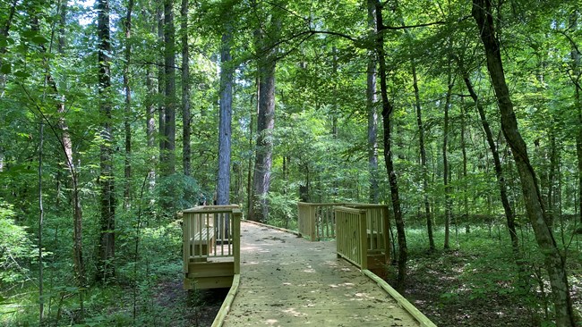 Boardwalk trail in the forest