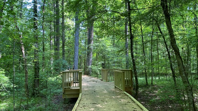 16_BECR-AL_boardwalk Boardwalk trail in the forest