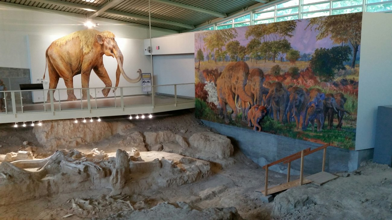 fossil bone bed and murals of mammoths