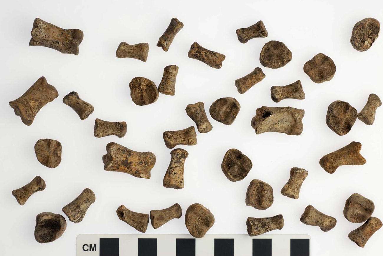Fragments of animal bones from the site of the James Oronoco Dexter household. Fragments of bones laid on a white surface with a centimeter scale across the bottom of the image