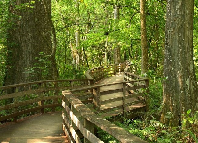 elevated boardwalk through forest swamp