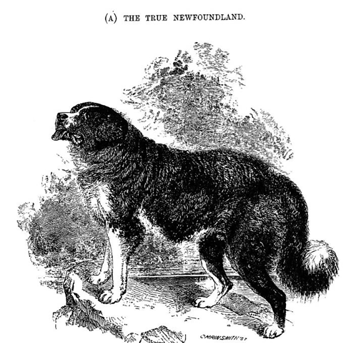 1879_Stonehenge_The Dog in Health and Disease Illustration of a large, fluffy black dog with a small patch of white on its chest.