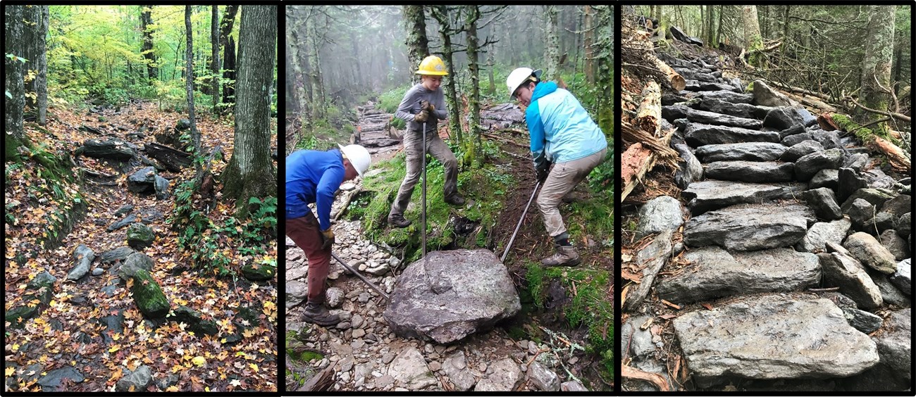 collage of three photos of people working in forest