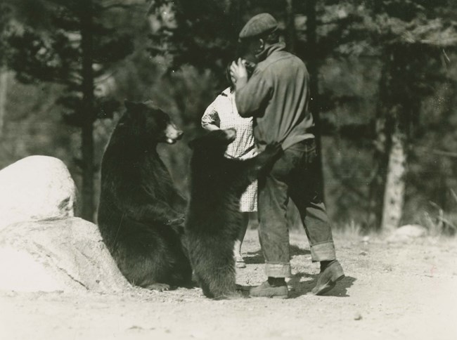 A cub claws at a man for food as its mother looks on.