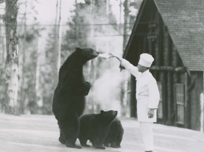 A chef with white hat feeds a bear a bottle of milk