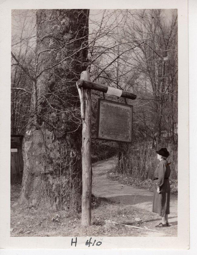Black and white photo of a woman in a dress and hat looking up at a rustic sign with worn text in front of a huge tree trunk. A dirt path snakes away into the woods.