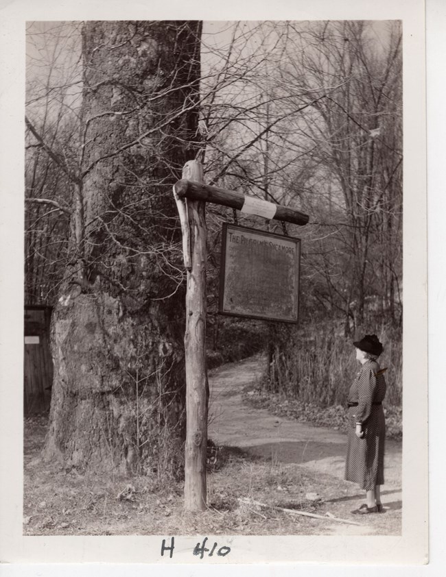 The “Pilgrim’s Sycamore” had an interpretive sign in 1938. Black and white photo of a woman in a dress and hat looking up at a rustic sign with worn text in front of a huge tree trunk. A dirt path snakes away into the woods.