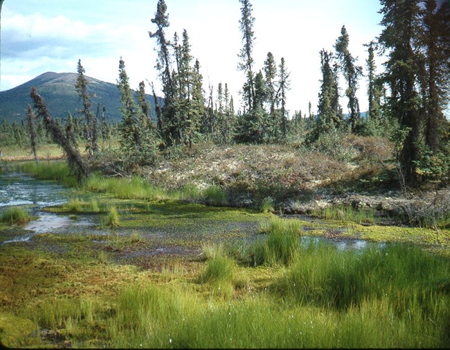Black spruce on the edge of a lake with thawing permafrost.