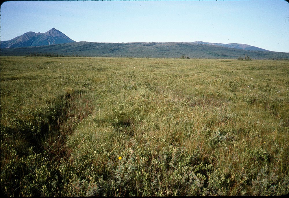 Tundra vegetation, grasses.