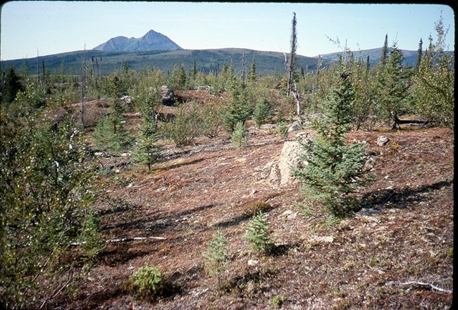 Moraine area being colonized by conifers.