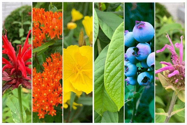 Close up photos of native plants left to right: red beebalm (Monarda didyma); butterfly milkweed (Asclepias tuberosa); narrowleaf evening primrose (Oenothera fruticosa); pawpaw (Asimina triloba); highbush blueberry (Vaccinium corymbosum); and purple beeba