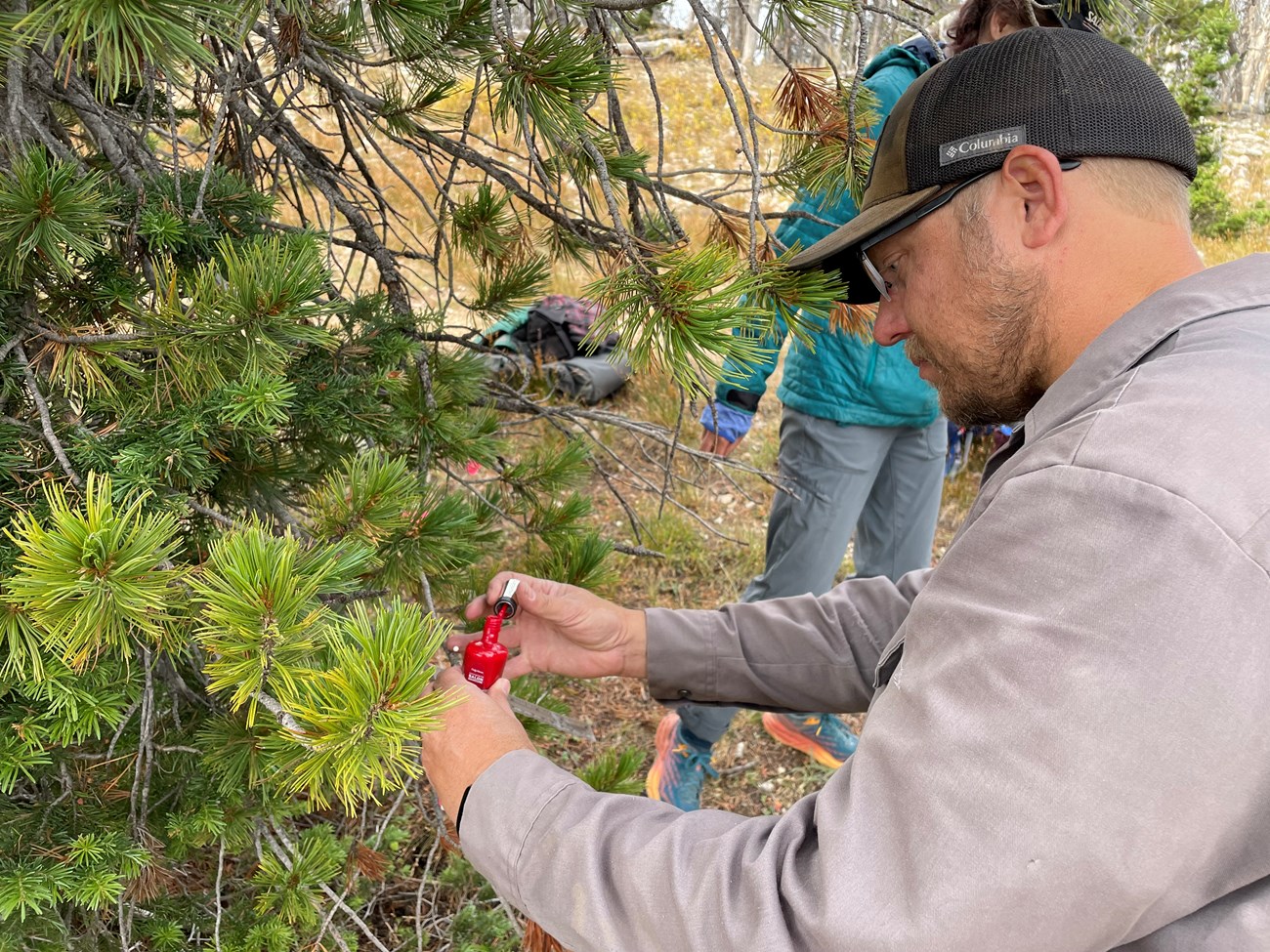 Man holds a bottle of red nailpolish next to a pine branch.