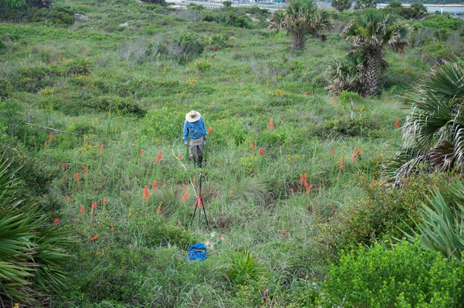 Person standing in tall marsh grass
