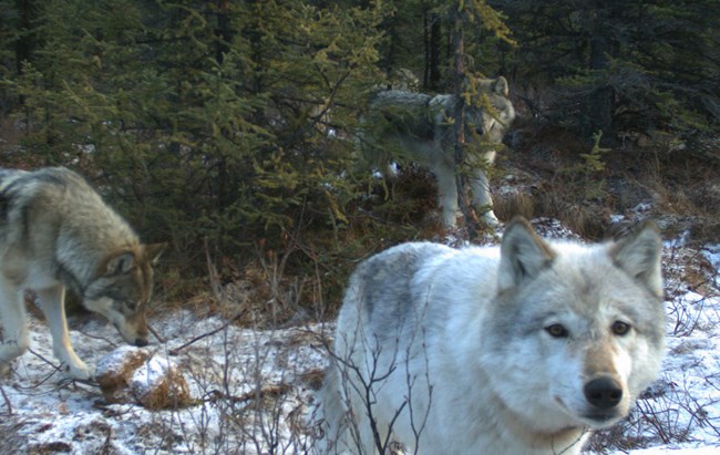 1_Karma-0222_web Three wolves near each other captured on a wildlife camera.