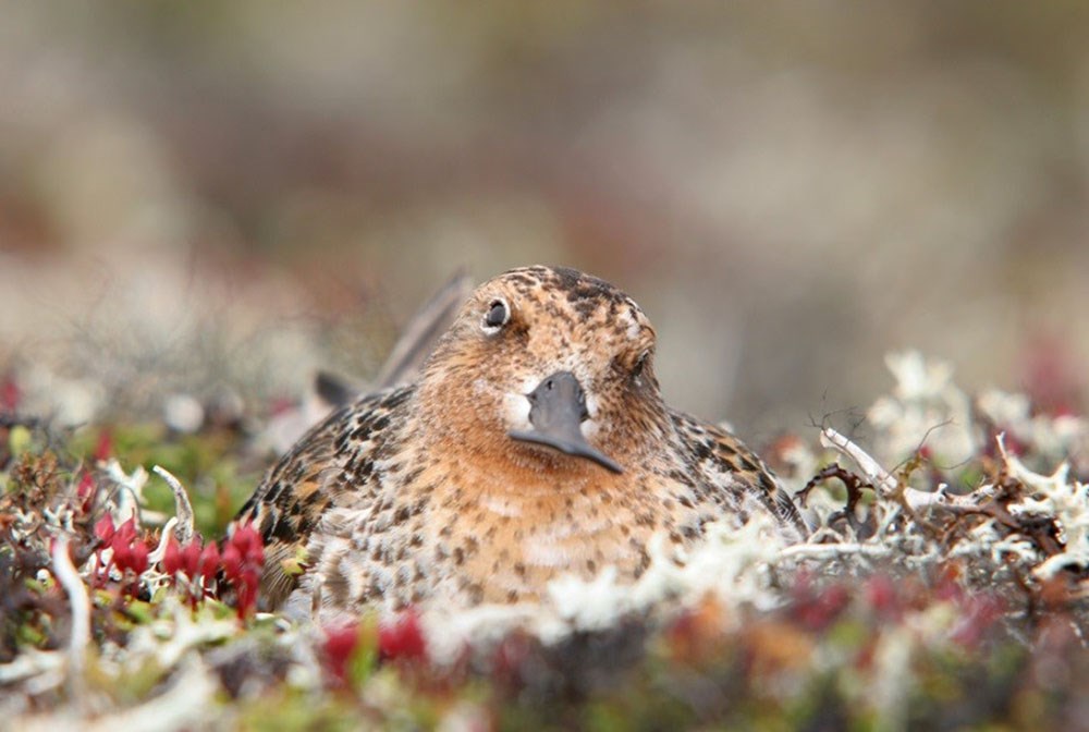 A spoon-billed sandpiper nests in the tundra.