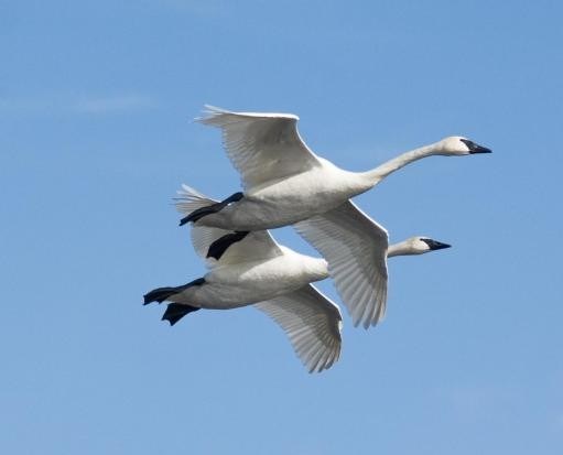 Two trumpeter swans in flight