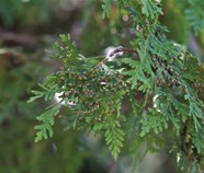 Eastern Red Cedar U S National Park Service 
