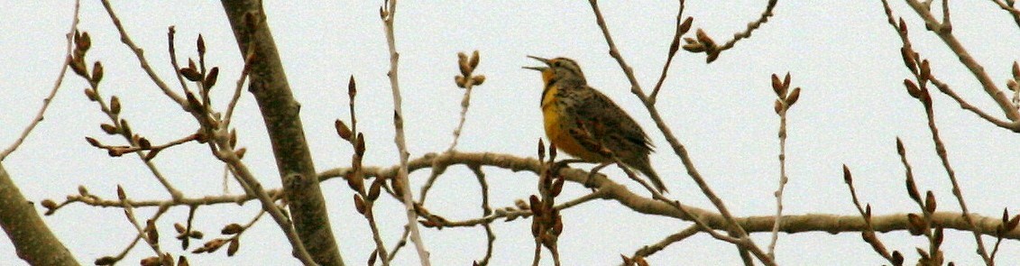 a meadowlark sits on a branch in the midst of many twigs