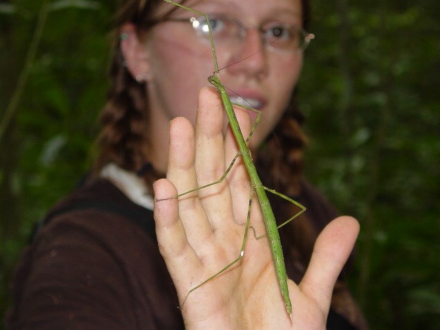 young woman holding a stick bug