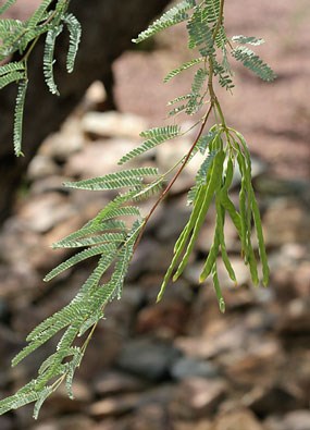 long green seed pods hanging from tree branch