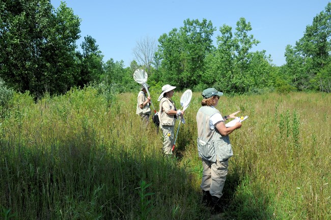 Three people in khakis, vests, and hats stand in a field of tall grasses. Two hold butterfly nets and one holds a clipboard.