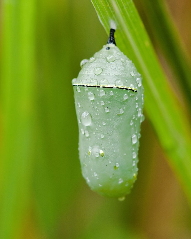 A gray-green oblong chrysalis hangs from a darker green plant; dozens of water droplets dot the chrysalis, which has a faint black stripe near its top.