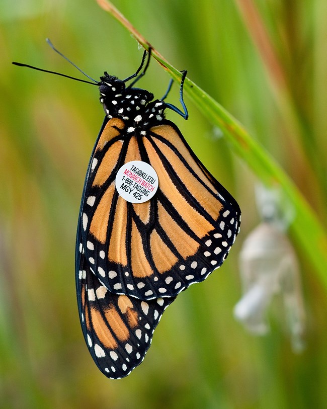 An orange, black, and white monarch hangs upside down off of a green plant; on its closed wings is a round white tag with text including "Monarch Watch" and a phone number.