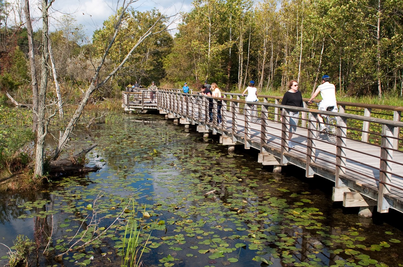 A wooden boardwalk crosses over a wetland with green lily pads dotting its surface and trees in the background; a dozen people walk and bike in both directions along the boardwalk, and some lean against its railing.
