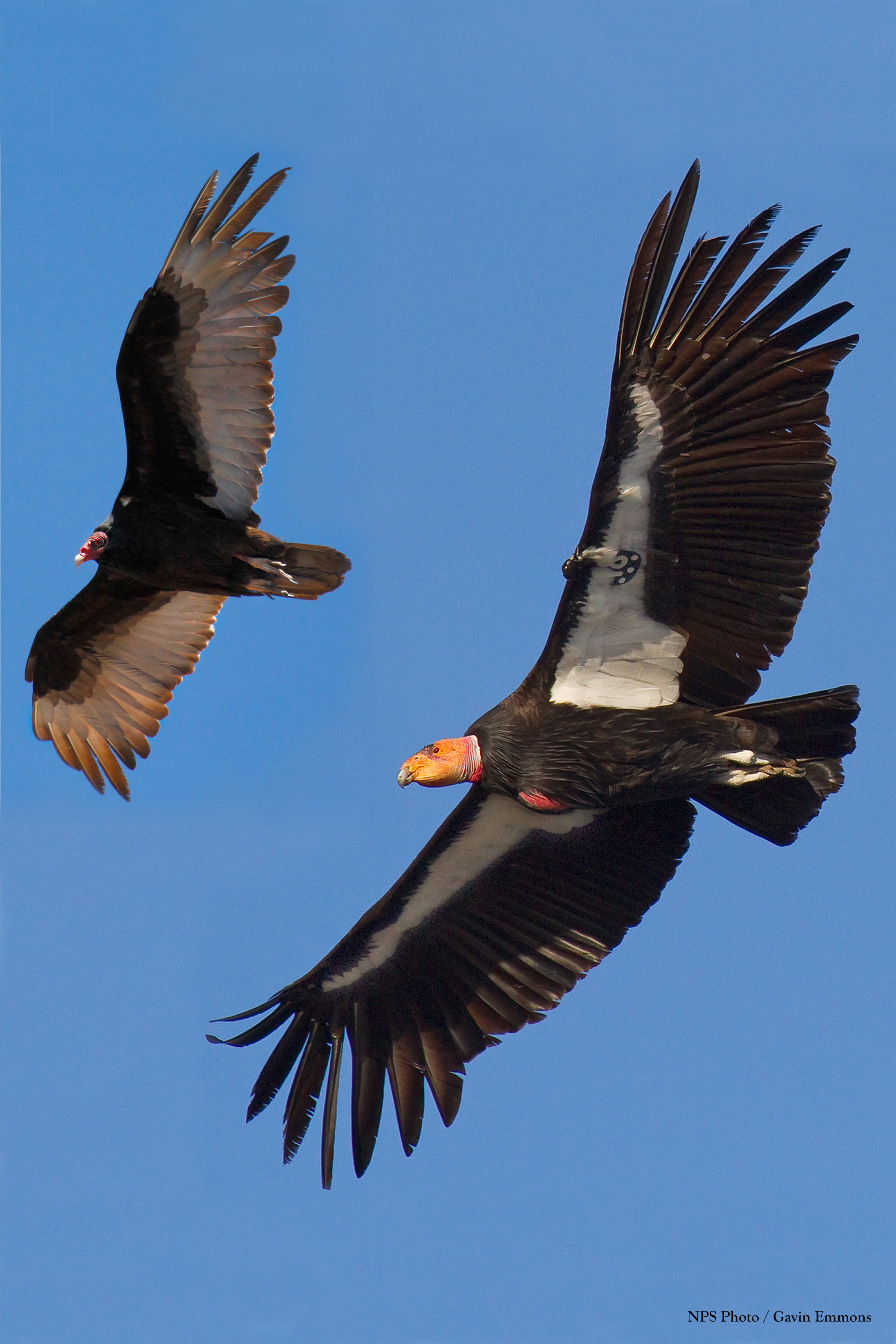 california condor essay